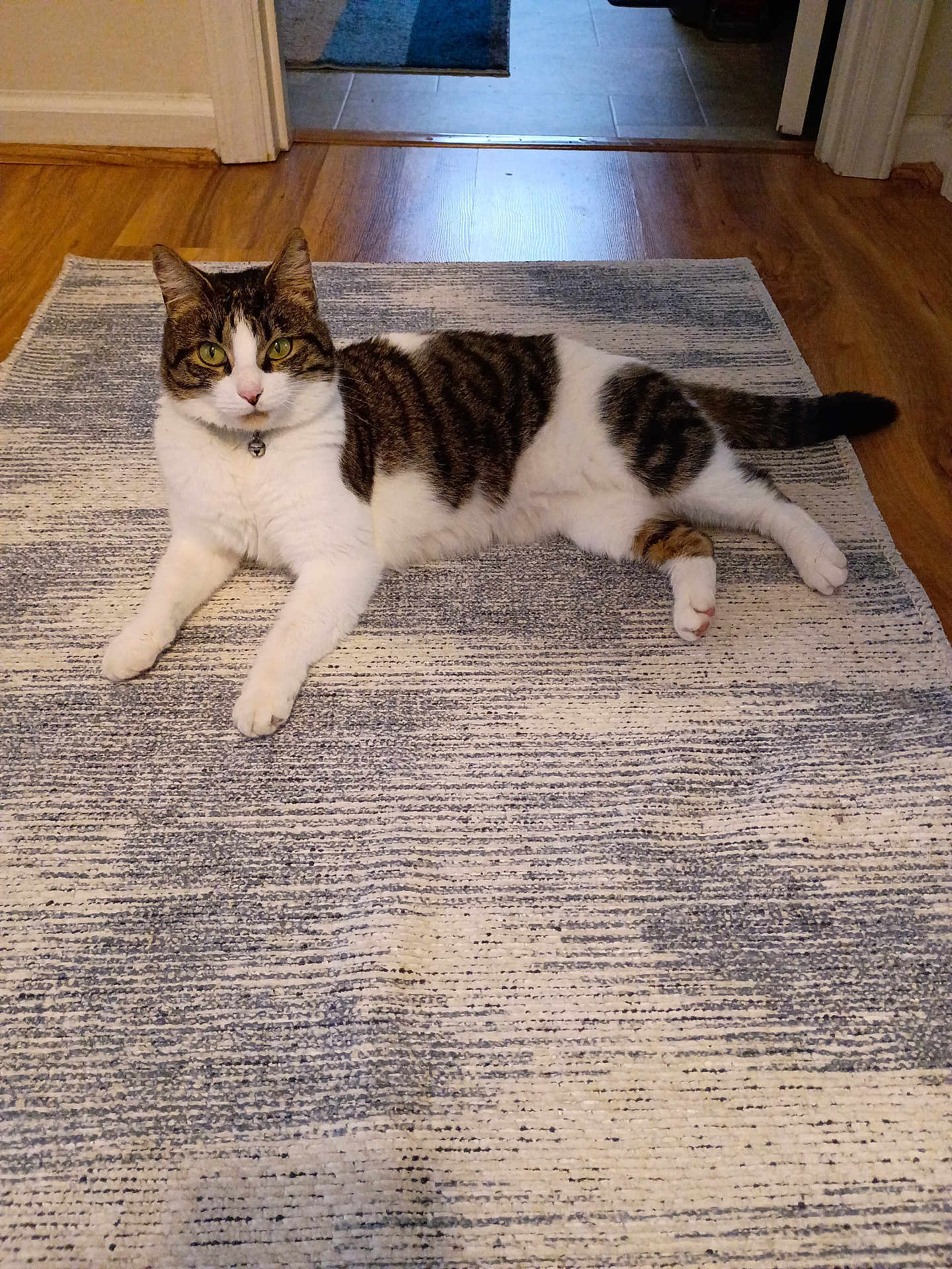 Dee Dee joined the competition — help win amazing prizes! cat, tabby_cat, white_cat, pet, animal, indoor, rug, floor, wooden_floor, doorway, curious, relaxed, looking_at_camera, green_eyes, feline, domestic_cat, home, household, cute, resting