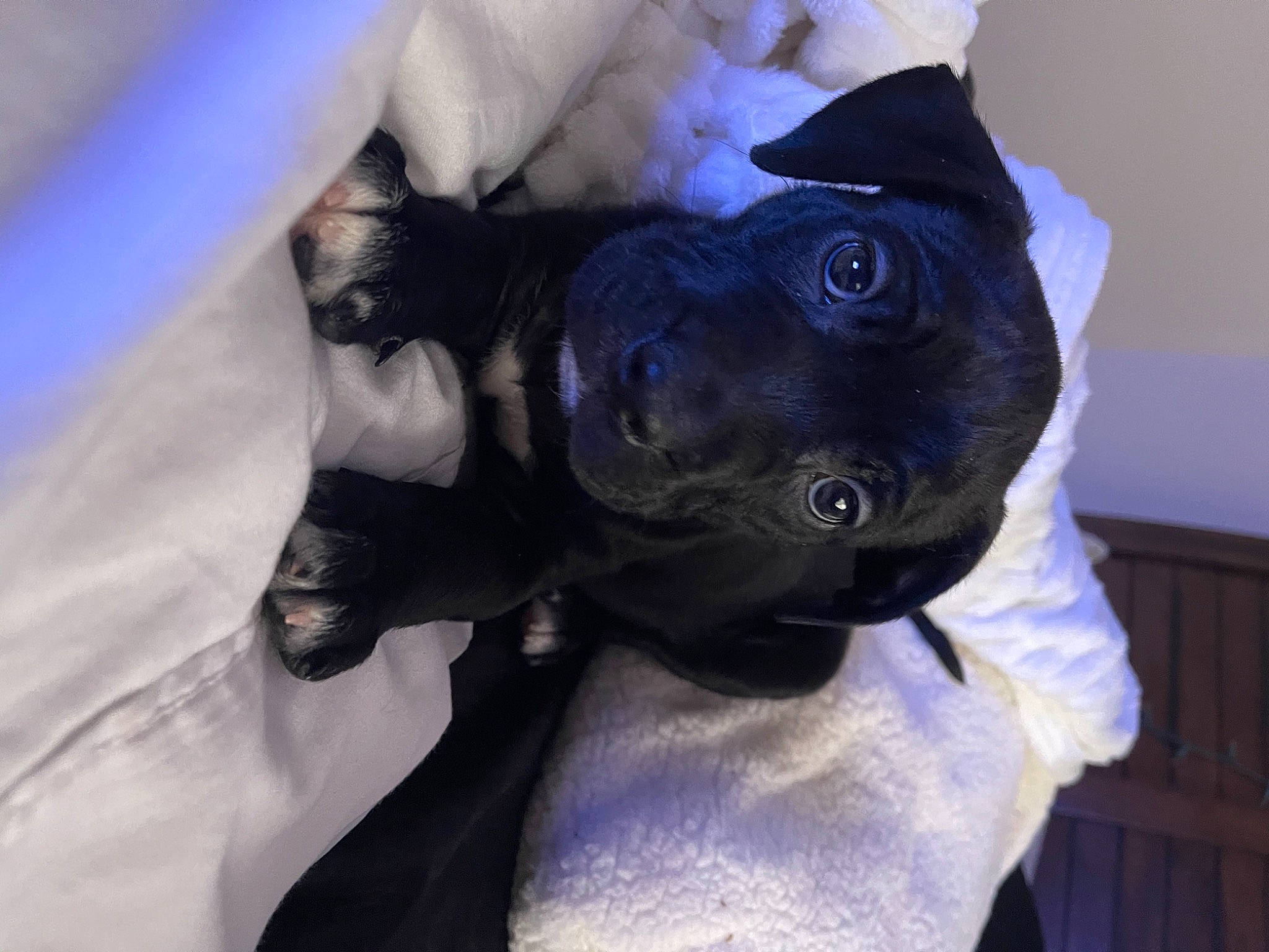 Duke is registered to the contest to win money with this photo: blue, canidae, carnivore, cobalt_blue, collar, companion_dog, dog, dog_breed, fur, non_sporting_group, pug, purple, snout, sporting_group, toy, violet, working_animal