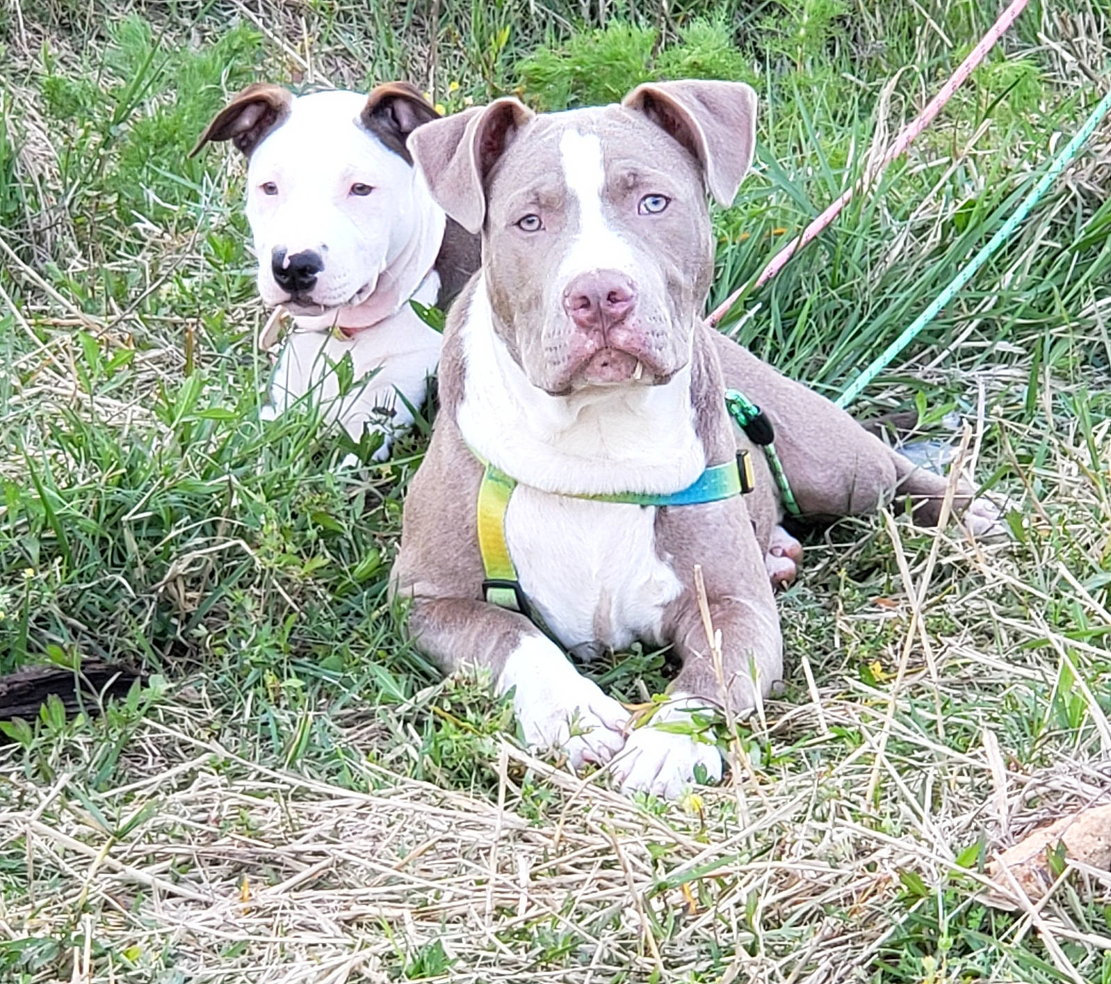 Hooch is registered to the contest to win money with this photo: canidae, carnivore, collar, companion_dog, corgi_chihuahua, dog, dog_breed, dog_collar, dog_supply, fawn, grass, groundcover, non_sporting_group, pet_supply, snout, sporting_group, terrestrial_animal, working_animal