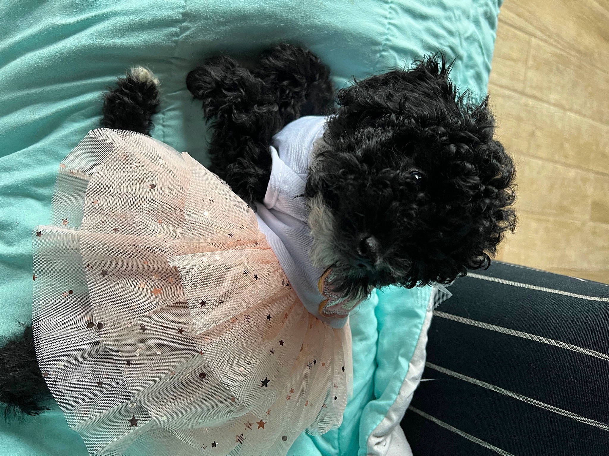 Lady is registered to the contest to win money with this photo: bridal_accessory, circle, costume, fashion_accessory, feather, fur, grass, green, headgear, linens, pattern, petal, tail, transparent_material, umbrella, wing