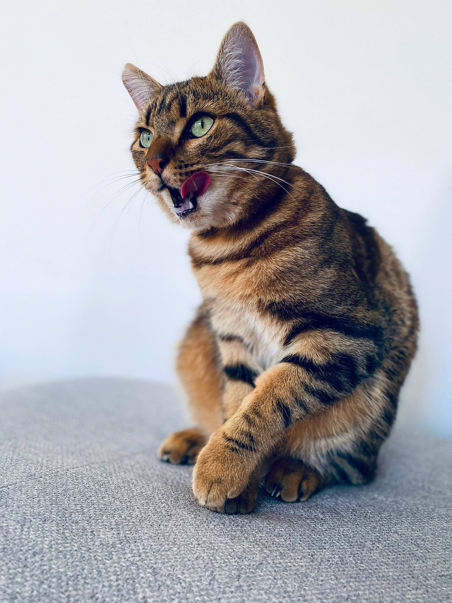 Echo a rejoint le concours — aidez-le/la à gagner de superbes lots ! asphalt, carnivore, cat, claw, domestic_short_haired_cat, eye, felidae, flooring, foot, fur, grass, paw, road_surface, sitting, small_to_medium_sized_cats, snout, tail, terrestrial_animal, whiskers, wildlife