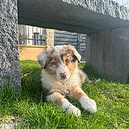 Asya participe au concours pour gagner de l'argent avec cette photo : animal, canine, cute, daylight, dog, domestic_animal, fur, garden, grass, looking_at_camera, nature, outdoor, pet, portrait, puppy, relaxing, resting, stone_bench, sunlight, young_dog