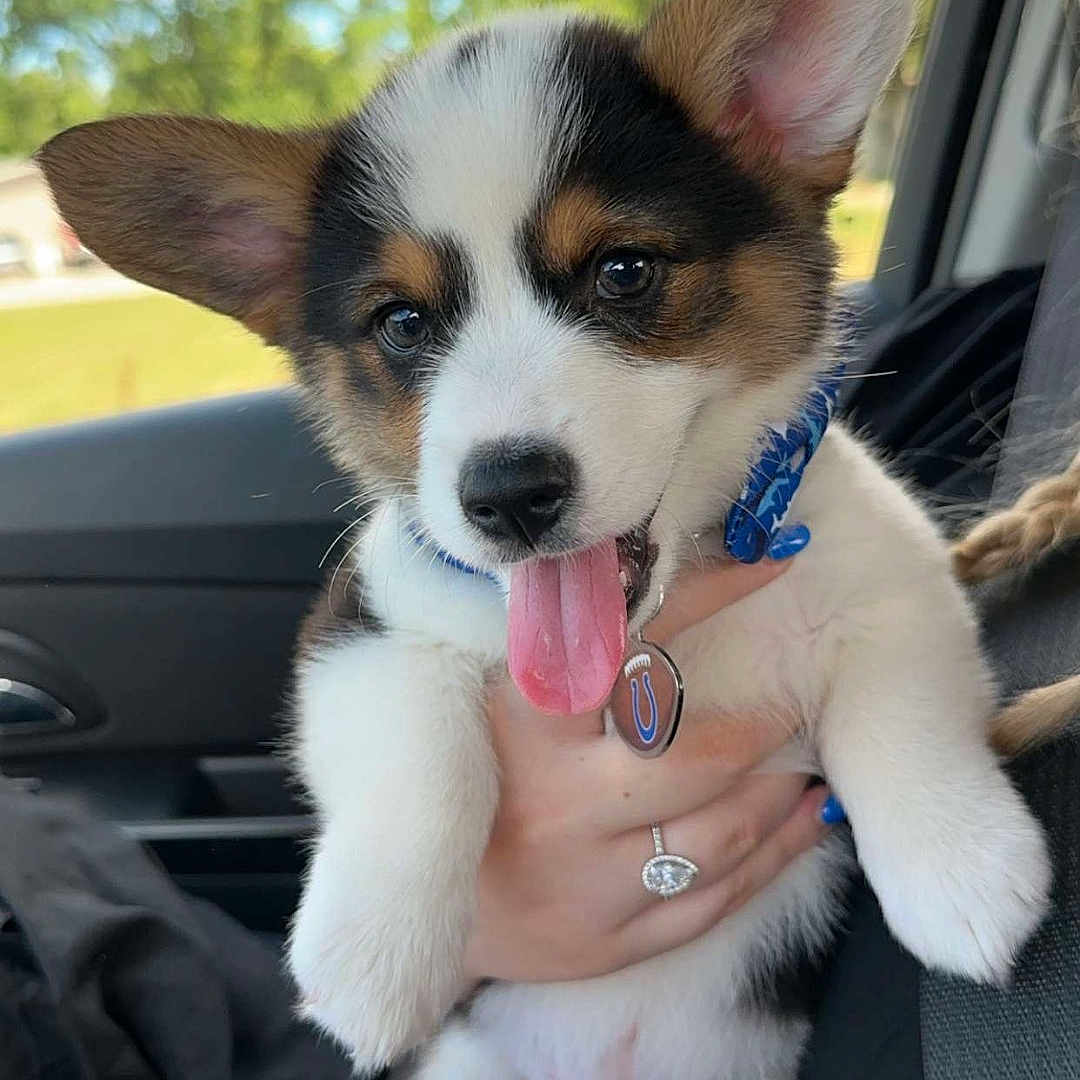 Tim joined the competition — help win amazing prizes! accessories, animal, belt, bracelet, canine, diamond, dog, face, gemstone, head, husky, jewelry, necklace, person, pet, photography, portrait, puppy, ring, strap