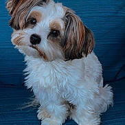 Hercules joined the competition — help win amazing prizes! dog, puppy, shih_tzu, small_dog, fluffy, white_fur, brown_fur, long_hair, cute, sitting, portrait, pet, companion_animal, indoors, couch, blue_background, textured_fabric, looking_at_camera, adorable, closeup