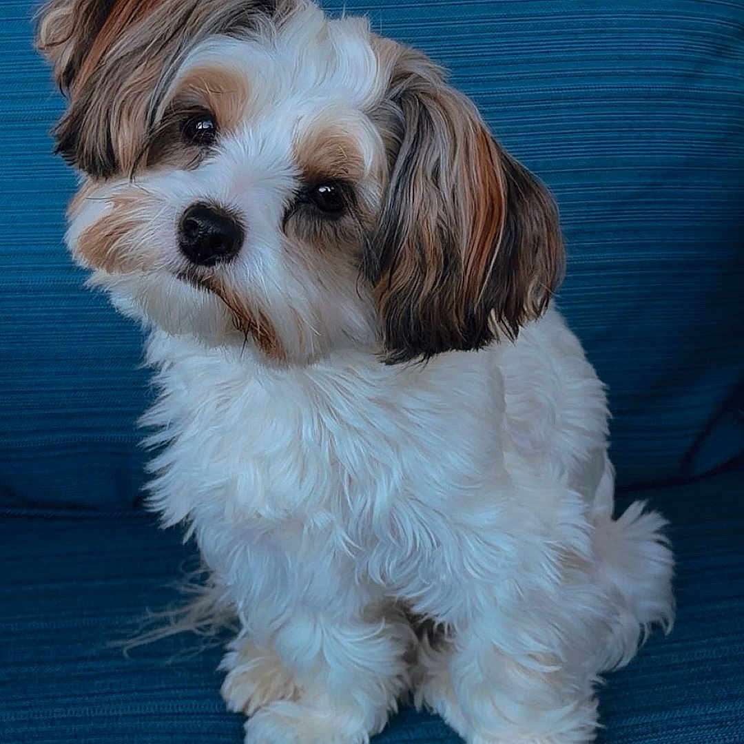 Hercules joined the competition — help win amazing prizes! dog, puppy, shih_tzu, small_dog, fluffy, white_fur, brown_fur, long_hair, cute, sitting, portrait, pet, companion_animal, indoors, couch, blue_background, textured_fabric, looking_at_camera, adorable, closeup