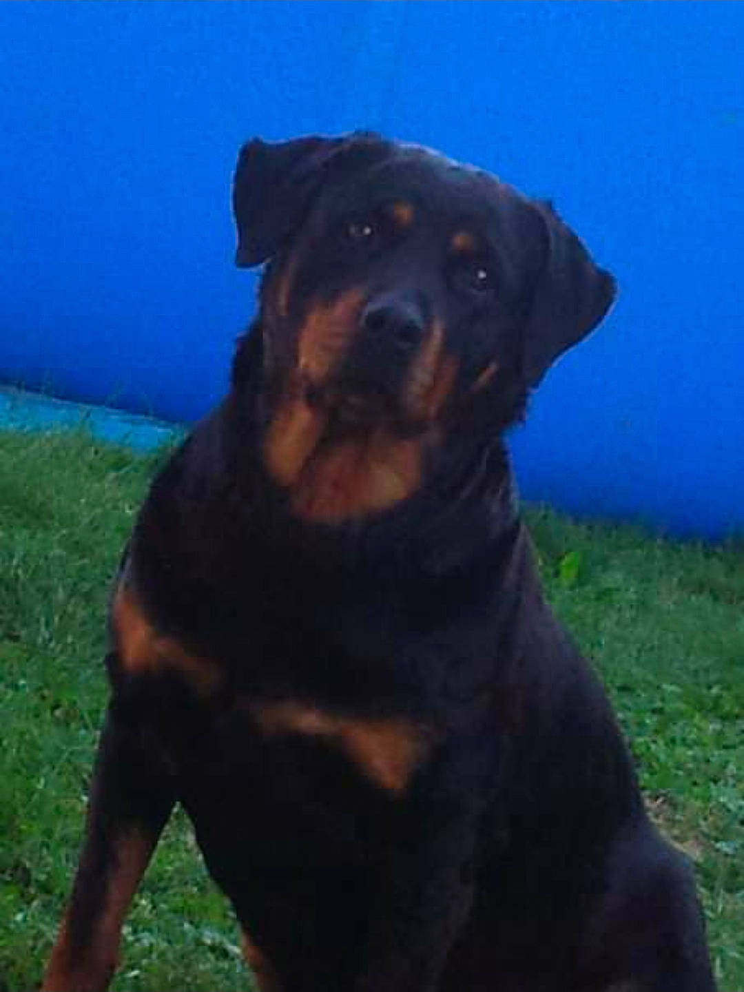 Nikita a rejoint le concours — aidez-le/la à gagner de superbes lots ! canidae, carnivore, companion_dog, dog, dog_breed, fawn, huntaway, hunting_dog, landscape, mammal, molosser, rottweiler, sky, vertebrate, working_dog