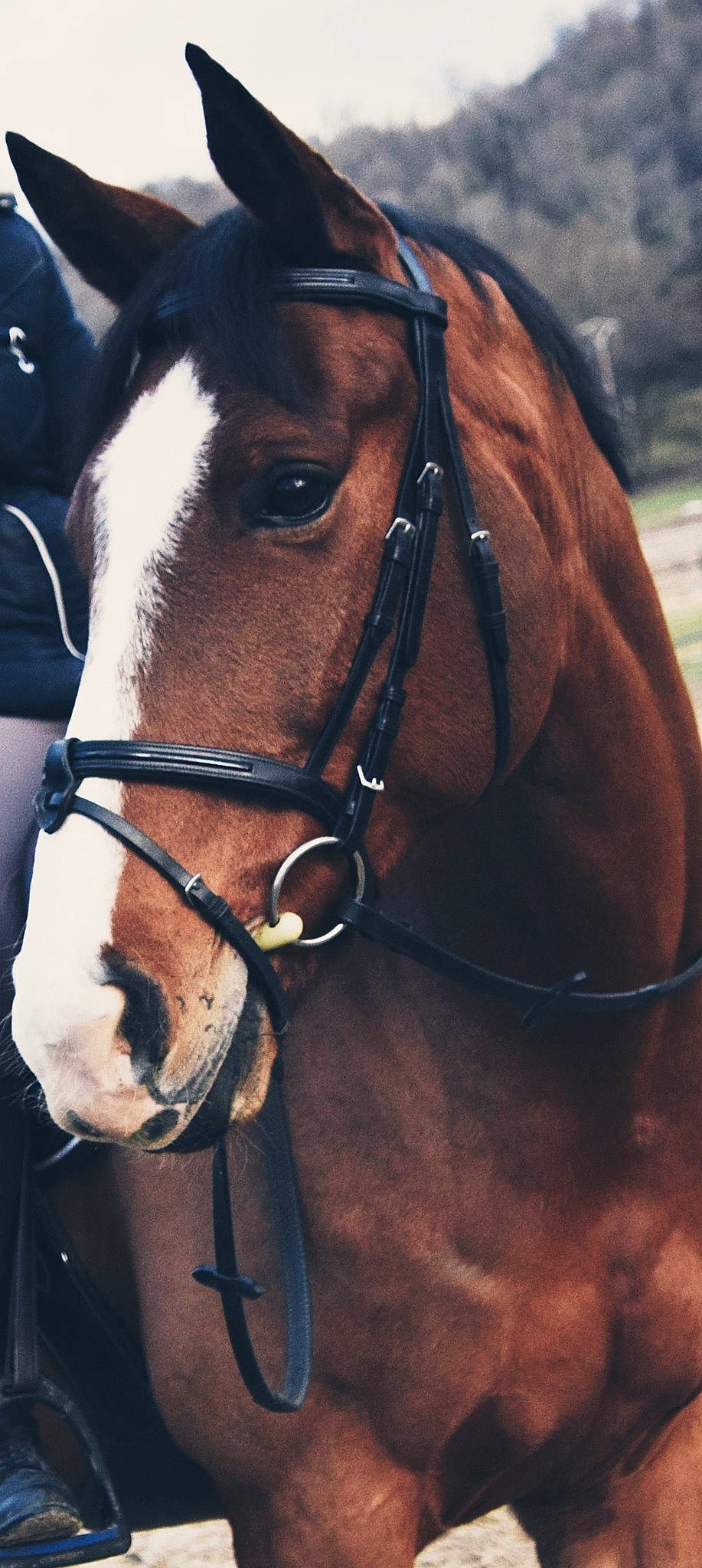 Aramis a rejoint le concours — aidez-le/la à gagner de superbes lots ! bit, bridle, halter, horse, horse_harness, horse_supplies, horse_tack, liver, mane, mare, mustang_horse, pack_animal, rein, snout, sorrel, stallion
