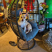 Charley is registered to the contest to win money with this photo: dog, chair, indoor, furniture, slipper, cushion, flower_pot, carpet, cabinet, glassware, plant, decor, pet, cozy, relaxing, animal, ear, nose, fur, home