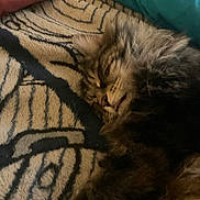 Roscoe joined the competition — help win amazing prizes! cat, sleeping, tabby, fluffy, tongue_out, blanket, patterned_blanket, cozy, pet, fur, cute, resting, indoor, animal, mammal, whiskers, relaxing, close_up, soft, comfort