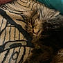 cat, sleeping, tabby, fluffy, tongue_out, blanket, patterned_blanket, cozy, pet, fur, cute, resting, indoor, animal, mammal, whiskers, relaxing, close_up, soft, comfort