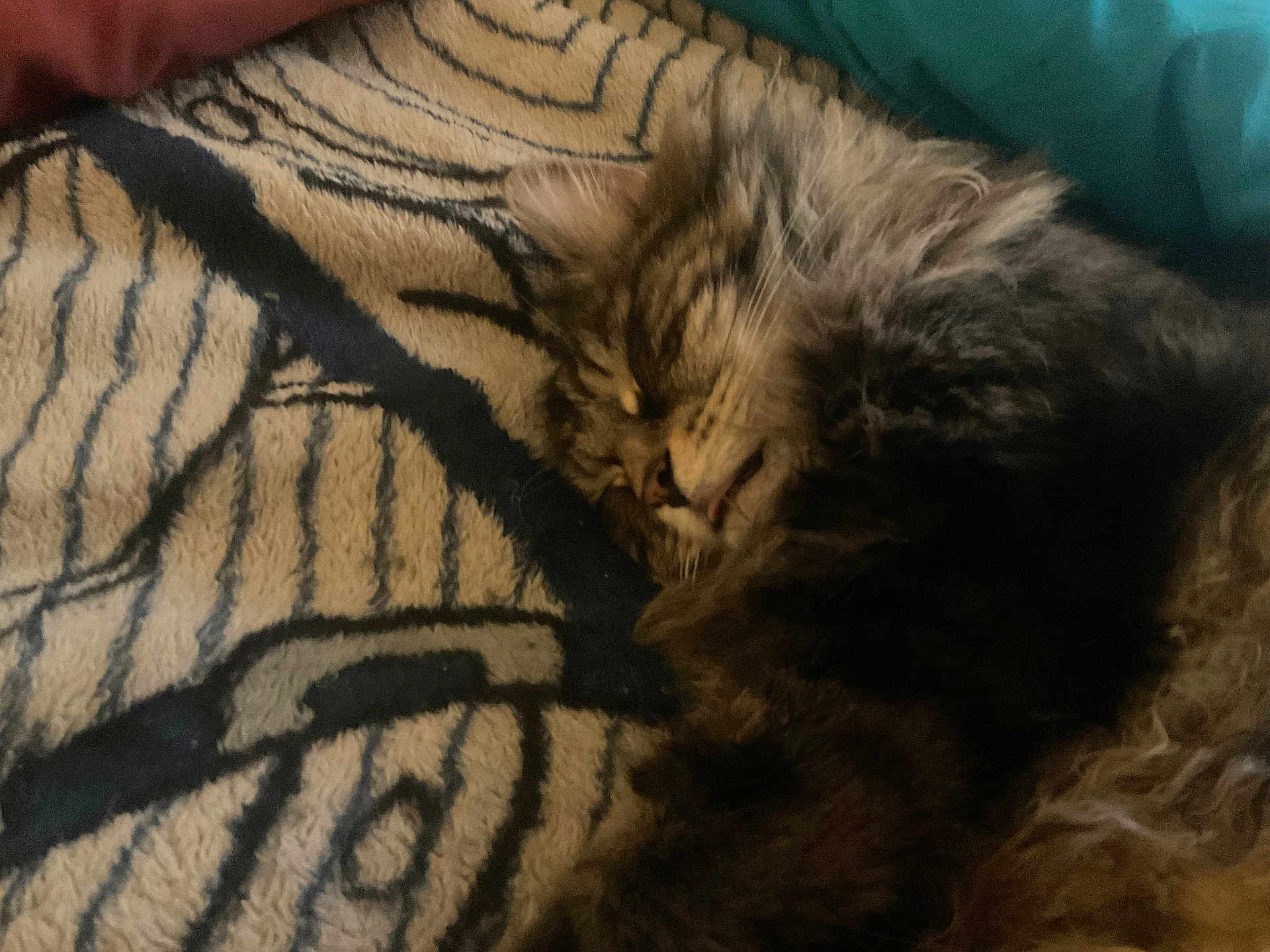 Roscoe