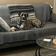 Misty joined the competition — help win amazing prizes! dog, couch, blanket, living_room, quilted, glass_table, rug, brown, gray, pet, indoor, furniture, resting, collar, wooden_floor, home, relaxing, comfortable, patterned, canine