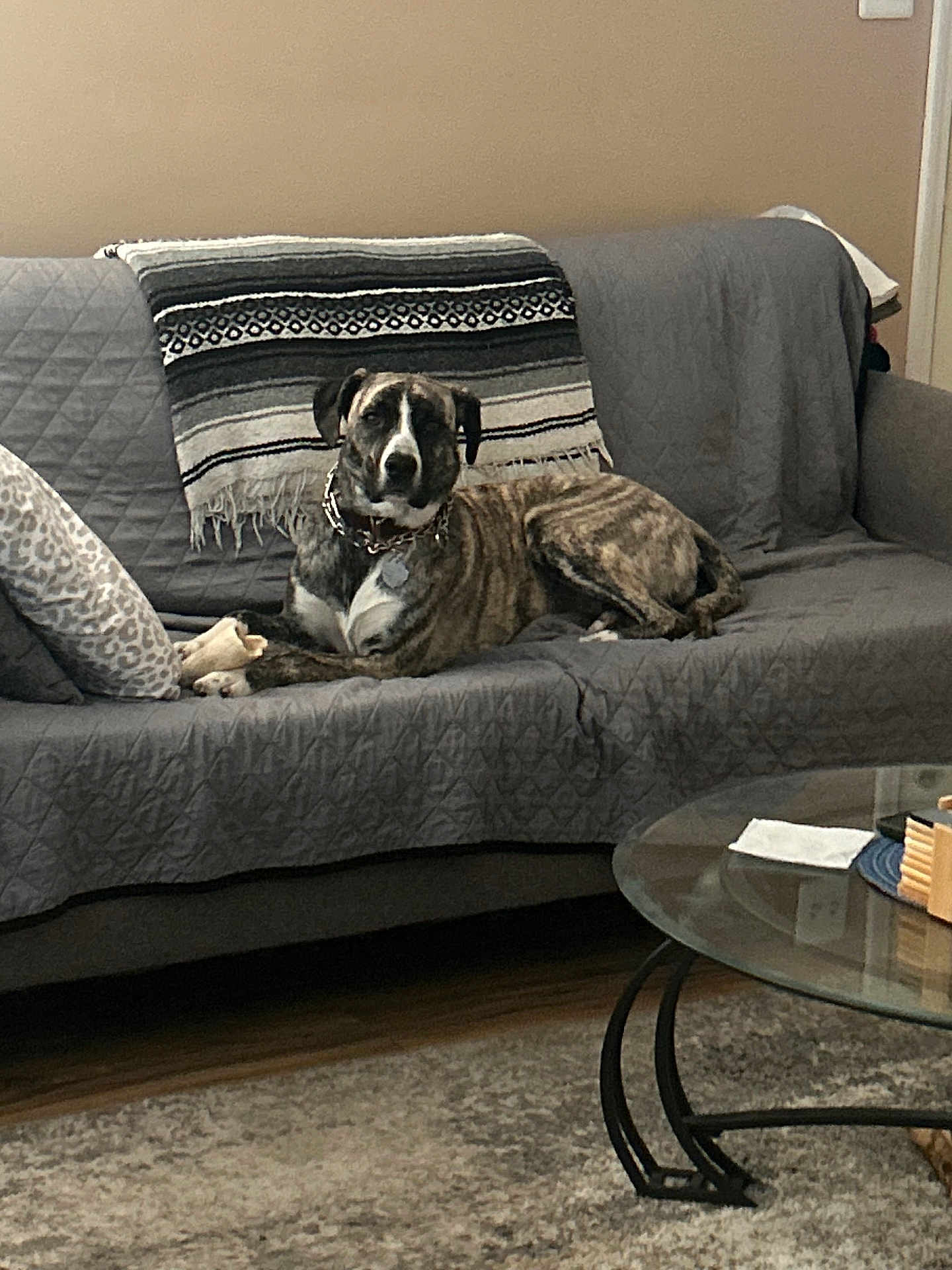 Misty joined the competition — help win amazing prizes! dog, couch, blanket, living_room, quilted, glass_table, rug, brown, gray, pet, indoor, furniture, resting, collar, wooden_floor, home, relaxing, comfortable, patterned, canine