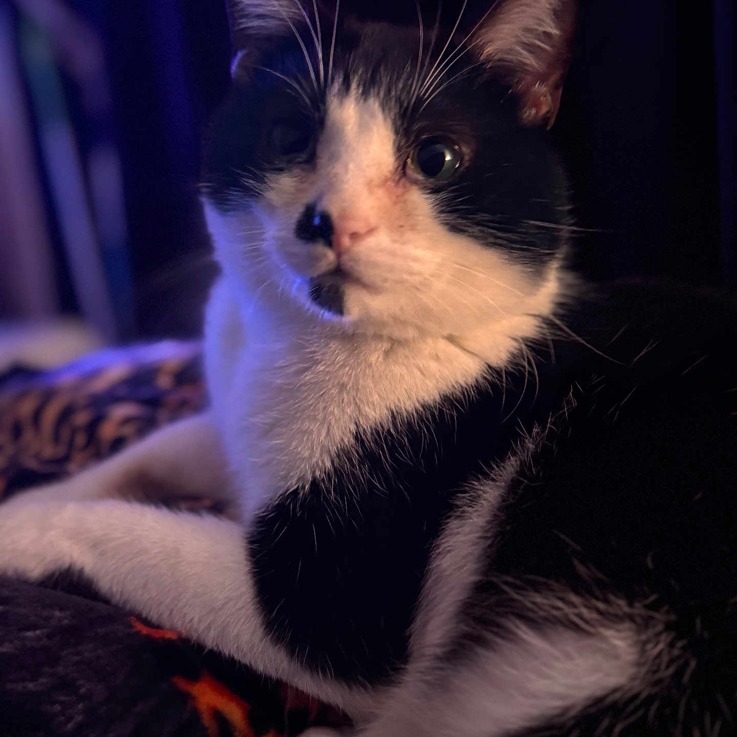 Gaara is registered to the contest to win money with this photo: animal, black_and_white, blanket, cat, close_up, cozy, cute, domestic, feline, fur, indoor, mammal, paw, pet, portrait, relaxed, resting, sleepy, soft, whiskers