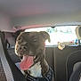 Saïko participe au concours pour gagner de l'argent avec cette photo : dog, car, backseat, harness, tongue_out, happy, pet, canine, interior, seat, vehicle, window, leash, smiling, domestic_animal, transportation, travel, animal, friend, companion