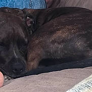 Saïko participe au concours pour gagner de l'argent avec cette photo : dog, sleeping, couch, brown_dog, pet, relaxing, indoor, cozy, fur, animal, foot, close_up, resting, domestic_animal, companion, soft_texture, curled_up, snuggling, quiet, peaceful