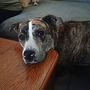 Jack Skellington is registered to the contest to win money with this photo: dog, brindle_dog, small_dog, sleeping_dog, couch, table, wooden_table, indoor, pet, resting, animal, fur, canine, relaxed, cozy, living_room, floor, tile_floor, closeup, portrait
