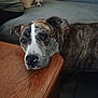 dog, brindle_dog, small_dog, sleeping_dog, couch, table, wooden_table, indoor, pet, resting, animal, fur, canine, relaxed, cozy, living_room, floor, tile_floor, closeup, portrait