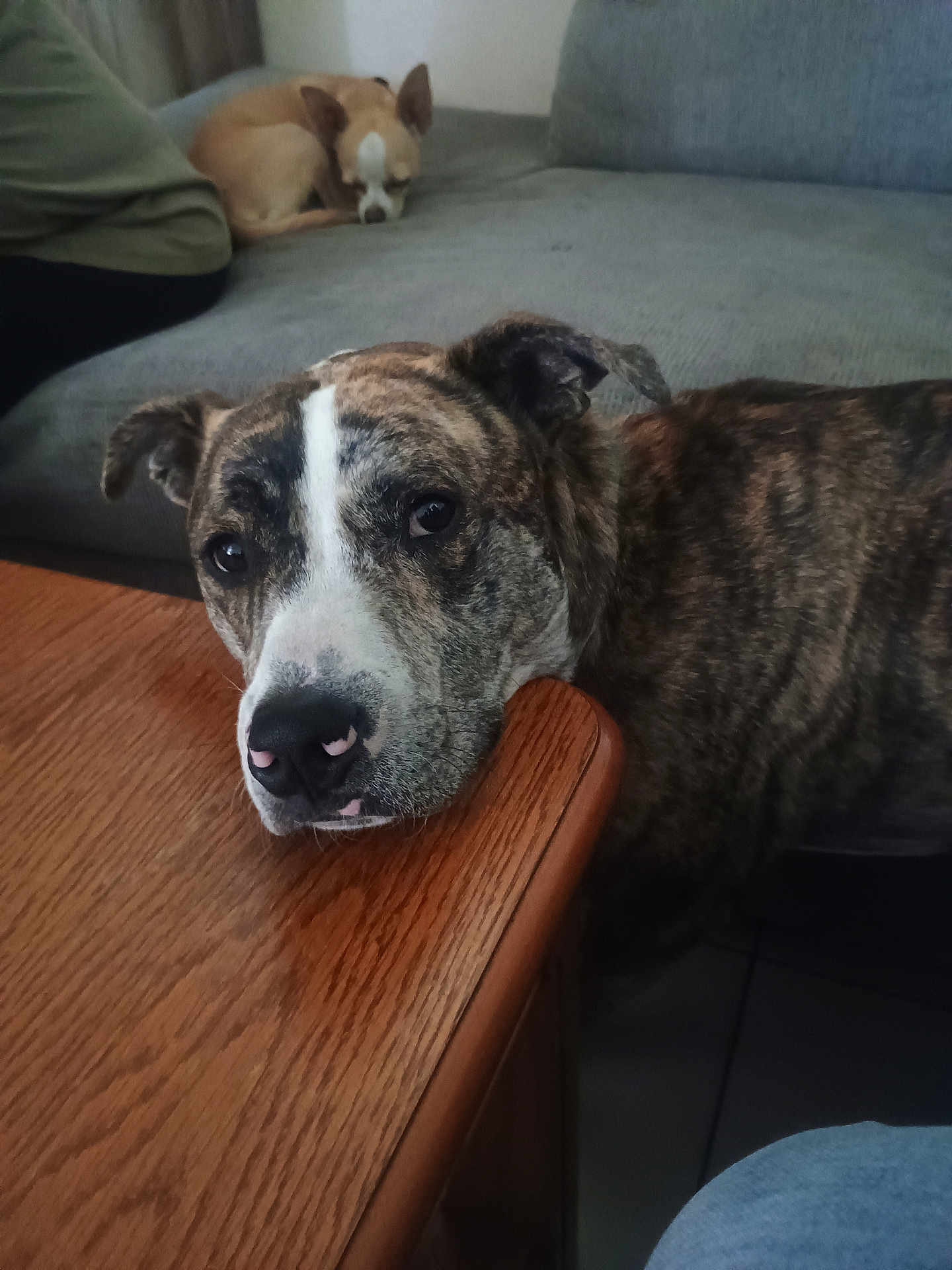Jack Skellington is registered to the contest to win money with this photo: dog, brindle_dog, small_dog, sleeping_dog, couch, table, wooden_table, indoor, pet, resting, animal, fur, canine, relaxed, cozy, living_room, floor, tile_floor, closeup, portrait