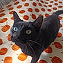 cat, black_cat, heterochromia, blue_eye, green_eye, whiskers, bed, blanket, pumpkin_pattern, indoor, pet, curious, feline, animal, cute, looking_up, soft_light, cozy, autumn_theme, close_up
