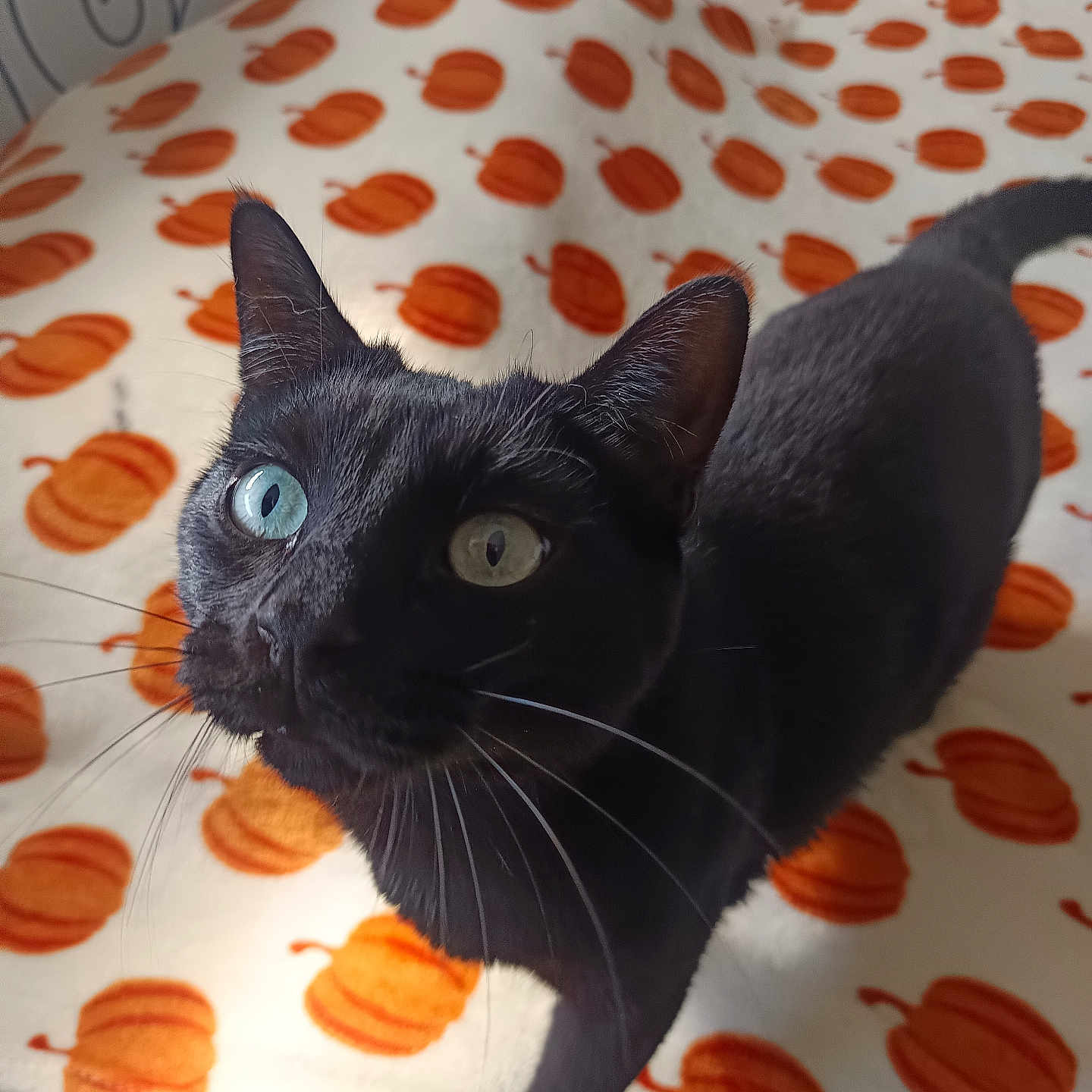 Jack a rejoint le concours — aidez-le/la à gagner de superbes lots ! animal, autumn_theme, bed, black_cat, blanket, blue_eye, cat, close_up, cozy, curious, cute, feline, green_eye, heterochromia, indoor, looking_up, pet, pumpkin_pattern, soft_light, whiskers