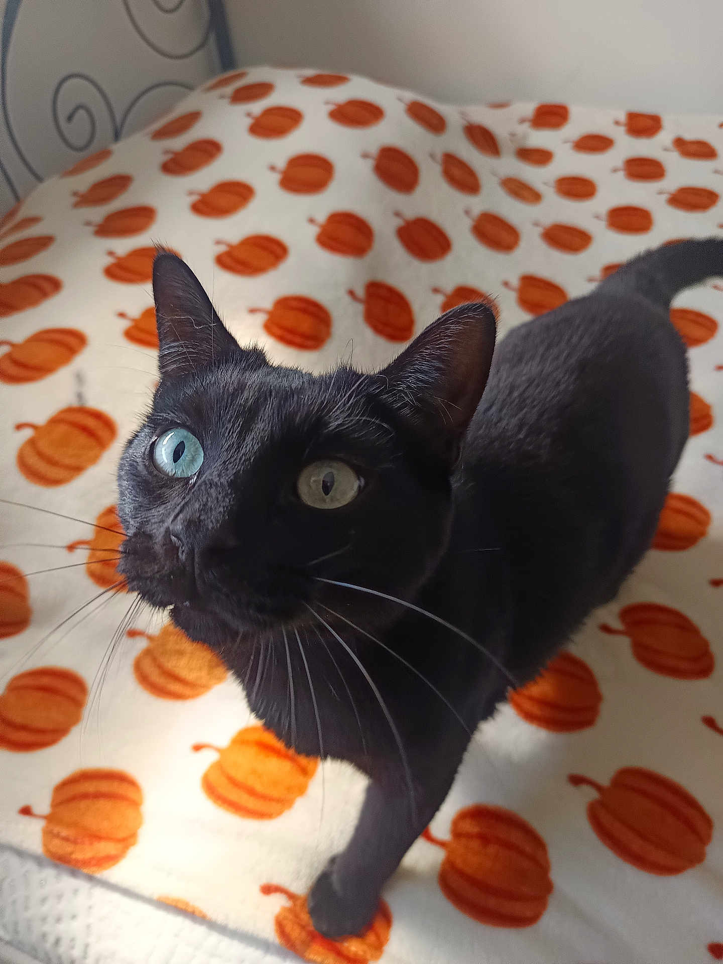 Jack a rejoint le concours — aidez-le/la à gagner de superbes lots ! cat, black_cat, heterochromia, blue_eye, green_eye, whiskers, bed, blanket, pumpkin_pattern, indoor, pet, curious, feline, animal, cute, looking_up, soft_light, cozy, autumn_theme, close_up