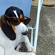 Védrana a rejoint le concours — aidez-le/la à gagner de superbes lots ! dog, sunglasses, outdoor_chair, white, black, brown, paw, relaxed, pet, canine, summer, sunny, patio, leisure, closeup, resting, animal, house, door, ground