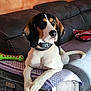 Védrana participe au concours pour gagner de l'argent avec cette photo : dog, couch, blanket, toy, pillow, indoor, pet, relaxed, orange_wall, black_white_brown_dog, collar, fur, snout, ears, paws, resting, home, furniture, striped_pillow, sunlight