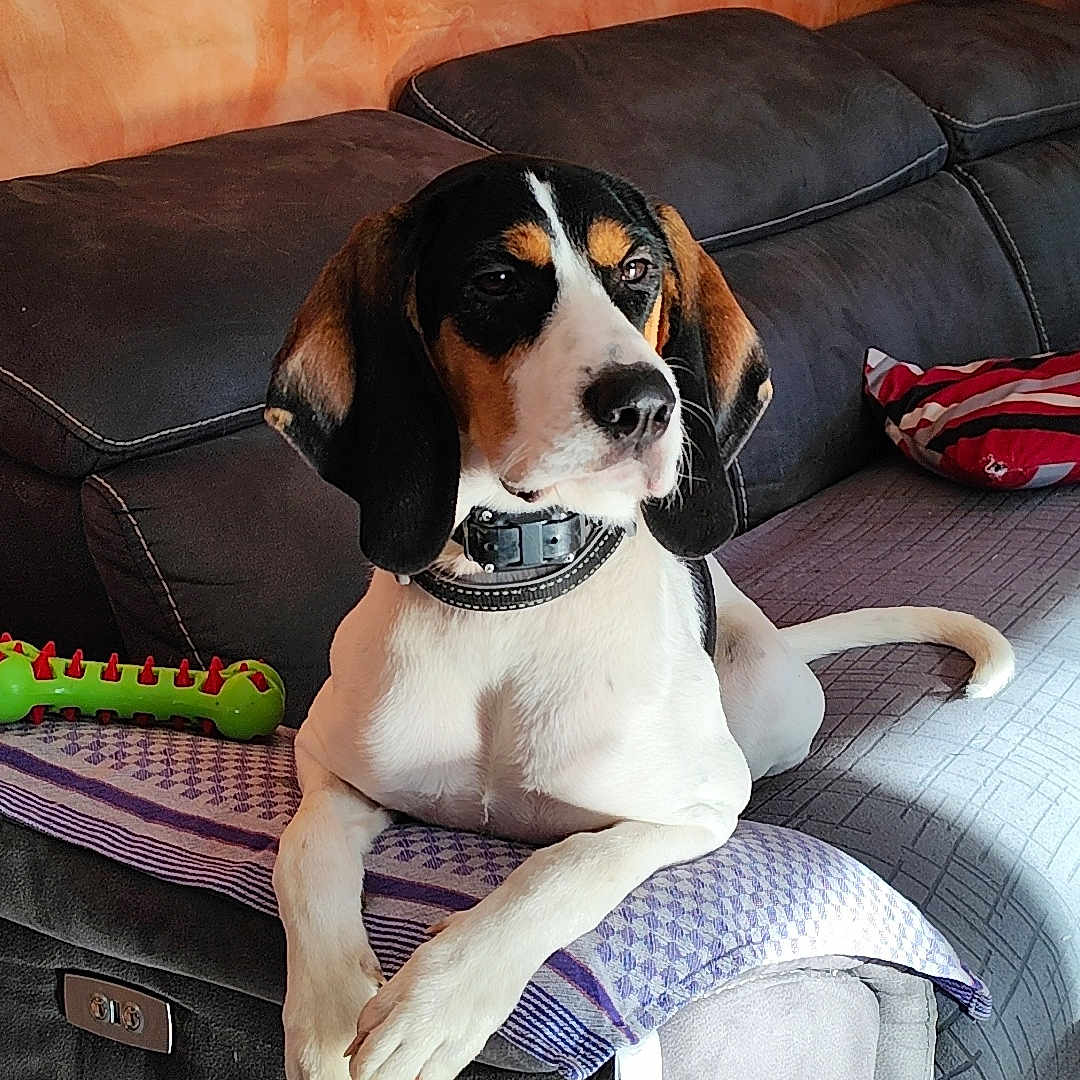 Védrana participe au concours pour gagner de l'argent avec cette photo : black_white_brown_dog, blanket, collar, couch, dog, ears, fur, furniture, home, indoor, orange_wall, paws, pet, pillow, relaxed, resting, snout, striped_pillow, sunlight, toy