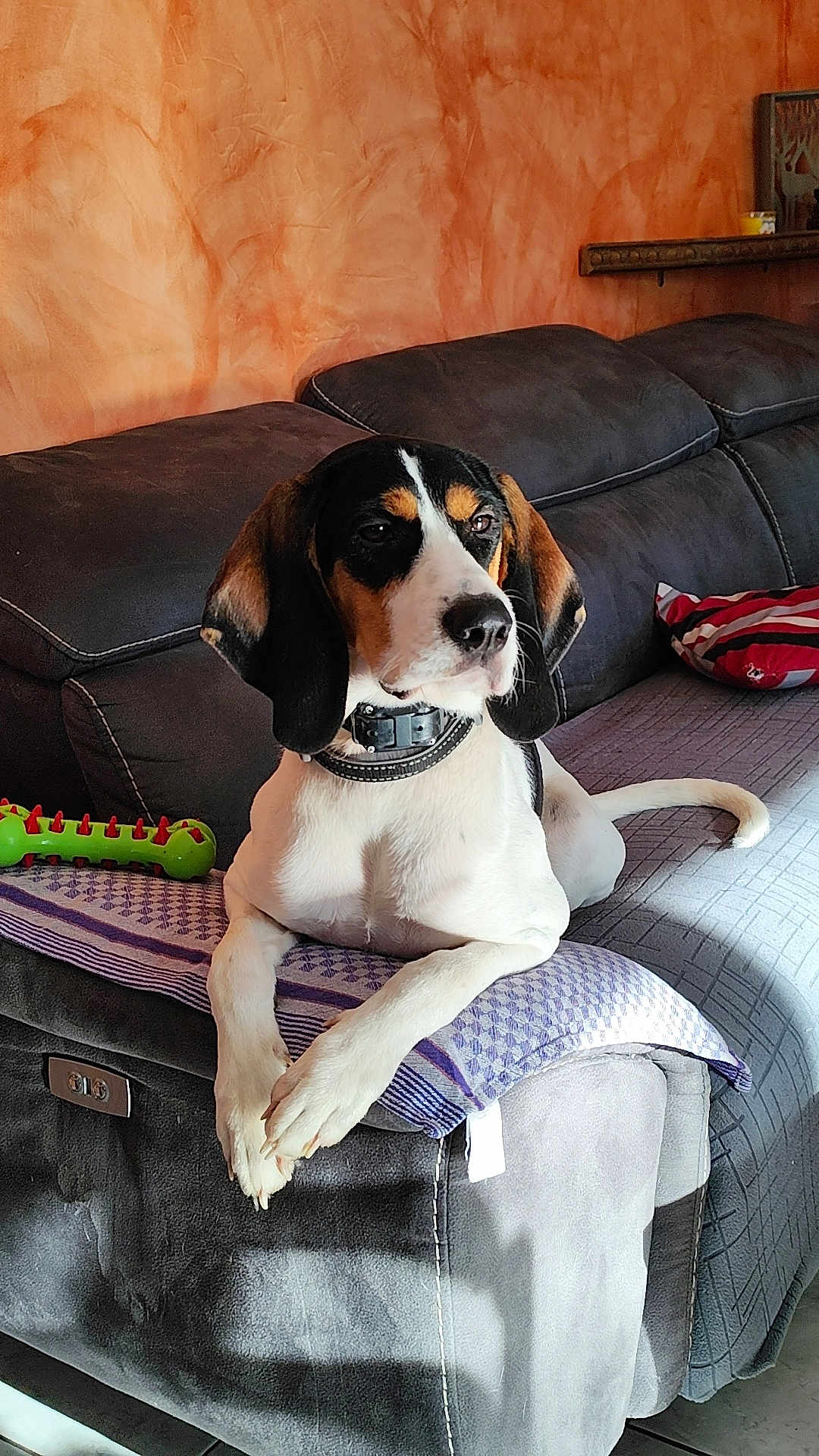 Védrana participe au concours pour gagner de l'argent avec cette photo : dog, couch, blanket, toy, pillow, indoor, pet, relaxed, orange_wall, black_white_brown_dog, collar, fur, snout, ears, paws, resting, home, furniture, striped_pillow, sunlight