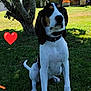 Védrana a rejoint le concours — aidez-le/la à gagner de superbes lots ! dog, grass, tree, collar, outdoor, yard, sunlight, pet, garden, fence, house, flowerpot, leaves, nature, canine, sitting, daylight, shadow, animal, heart_emoji