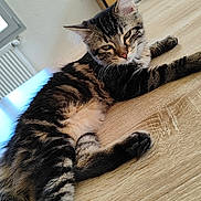 Ariel a rejoint le concours — aidez-le/la à gagner de superbes lots ! cat, tabby, feline, pet, animal, resting, table, wood, fur, whiskers, ears, domestic, indoor, relaxed, cute, mammal, houseplant, furniture, cozy, calm