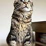 cat, tabby, fluffy, sitting, stool, wooden_stool, indoor, pet, feline, green_eyes, whiskers, curious, fur, tail, domestic_cat, animal, portrait, closeup, mammal, household_pet