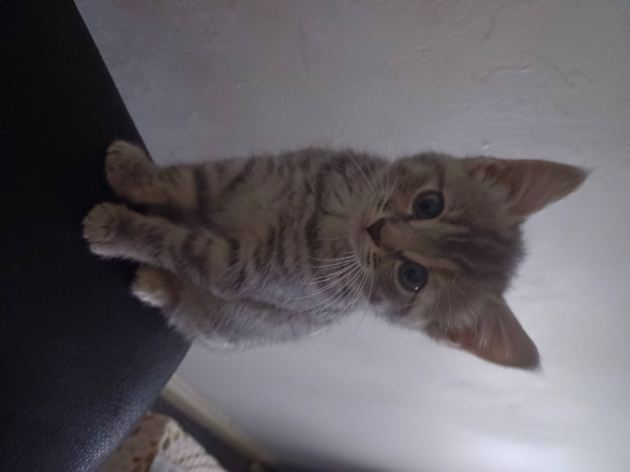 Narla is registered to the contest to win money with this photo: carnivore, cat, claw, domestic_short_haired_cat, felidae, fur, grey, paw, small_to_medium_sized_cats, tail, whiskers, wood