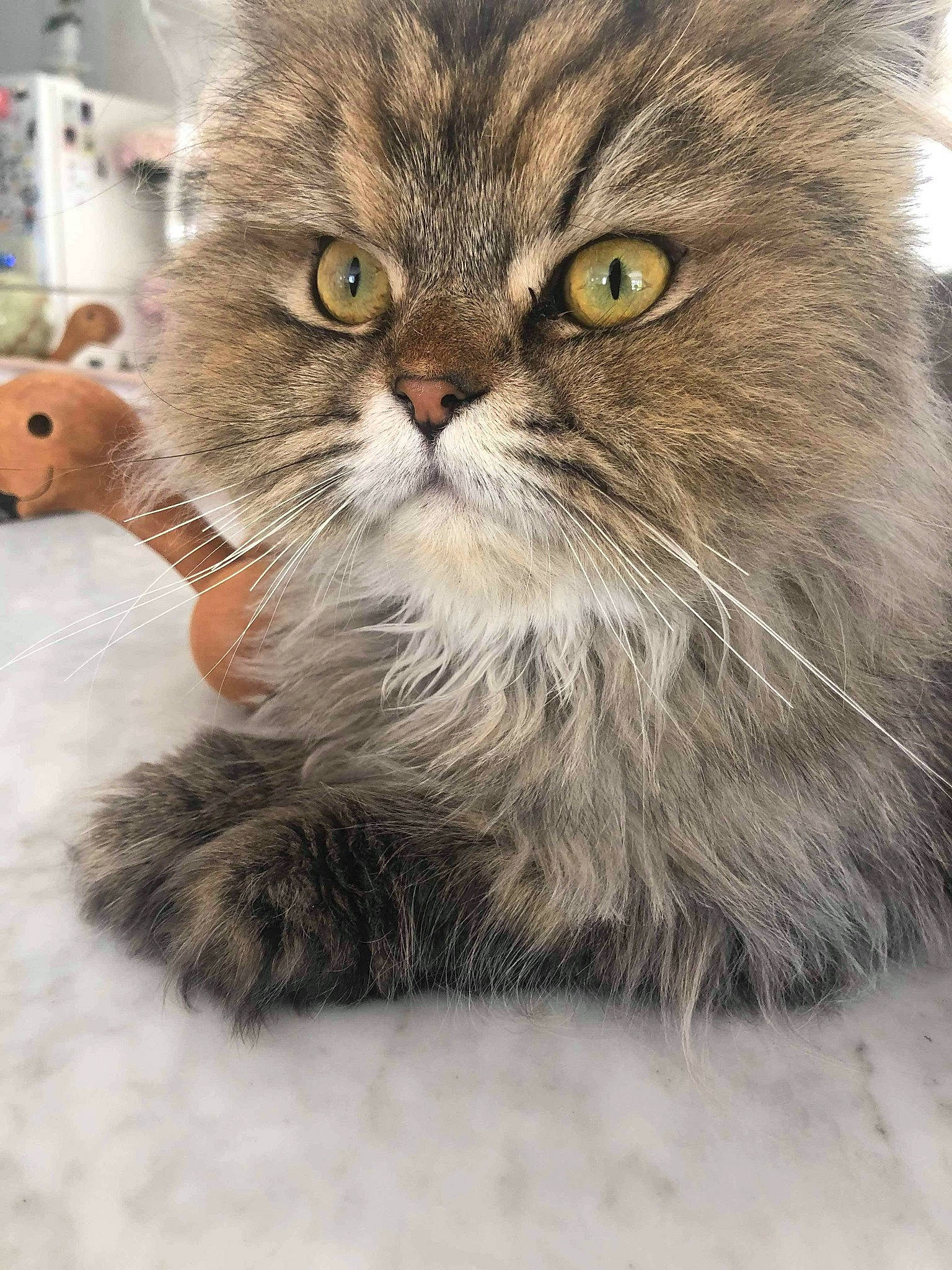 Léornard participe au concours pour gagner de l'argent avec cette photo : asian_semi_longhair, british_longhair, british_semi_longhair, carnivore, cat, domestic_long_haired_cat, felidae, fur, kitten, maine_coon, mammal, norwegian_forest_cat, persian, pixie_bob, ragamuffin, siberian, small_to_medium_sized_cats, snout, vertebrate, whiskers