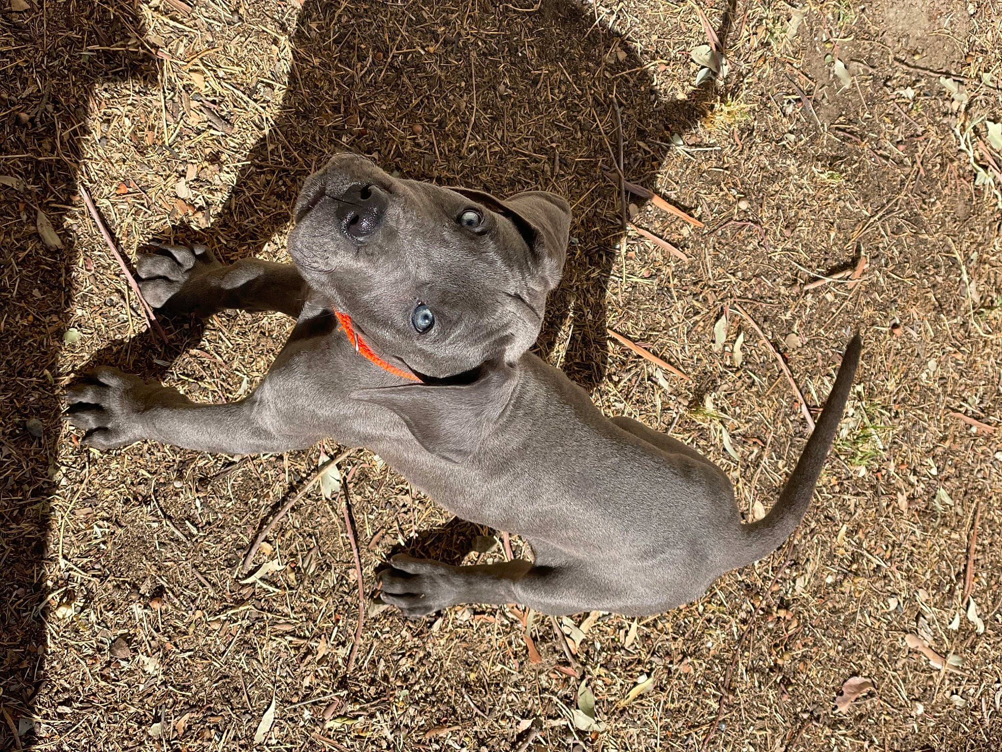 Rio joined the competition — help win amazing prizes! canidae, carnivore, collar, dog, dog_breed, dog_collar, dog_supply, fawn, grass, magyar_agar, paw, pet_supply, rampur_greyhound, road_surface, soil, sporting_group, tail, terrestrial_animal, whiskers, working_animal