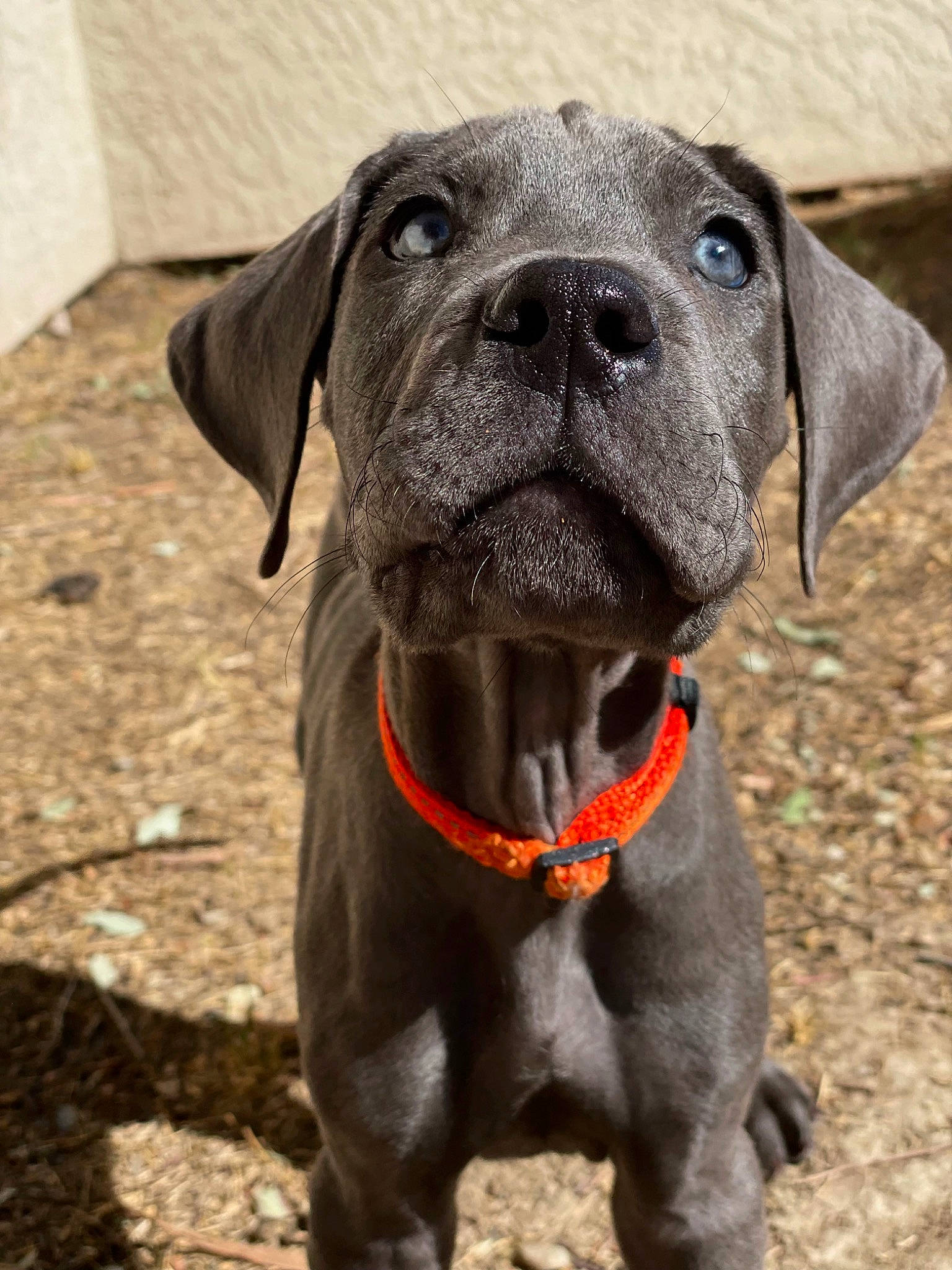 Rio joined the competition — help win amazing prizes! borador, canidae, carnivore, collar, companion_dog, dog, dog_breed, dog_collar, fawn, gun_dog, hunting_dog, liver, non_sporting_group, pet_supply, snout, sporting_group, terrestrial_animal, whiskers, working_animal, working_dog