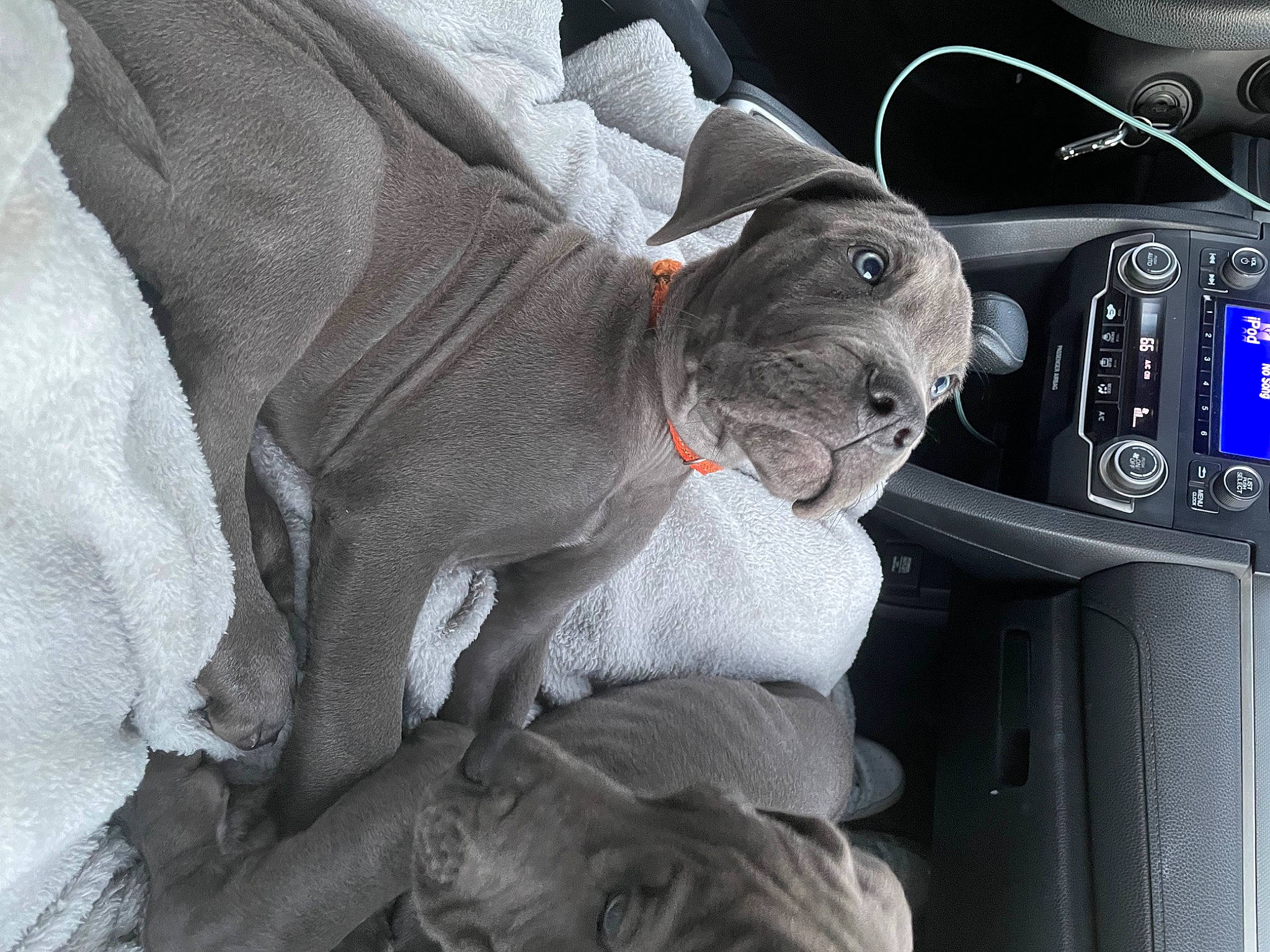 Rio is registered to the contest to win money with this photo: auto_part, automotive_design, automotive_exterior, automotive_wheel_system, car, car_seat, car_seat_cover, carnivore, comfort, dog, dog_breed, family_car, grey, luxury_vehicle, motor_vehicle, steering_part, steering_wheel, stuffed_toy, vehicle, vehicle_door