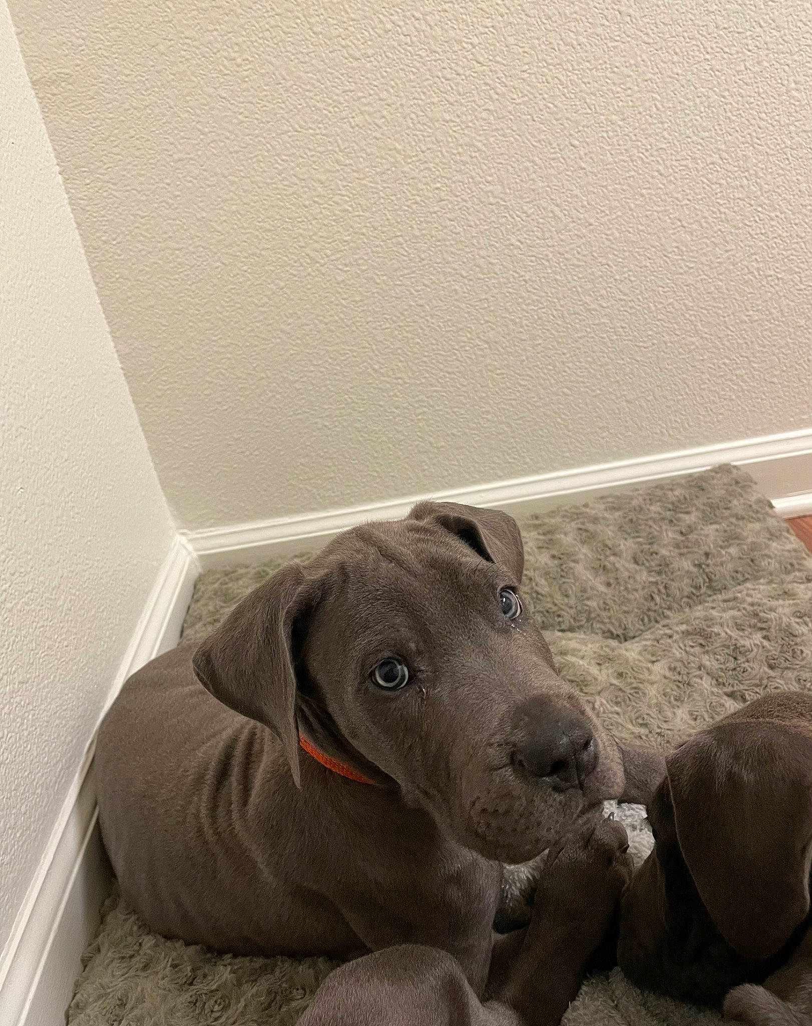 Rio is registered to the contest to win money with this photo: carnivore, comfort, companion_dog, dog, dog_breed, dog_supply, floor, flooring, fur, grey, guard_dog, hardwood, linens, monochrome_photography, pet_supply, room, selfie, whiskers, wood, working_animal