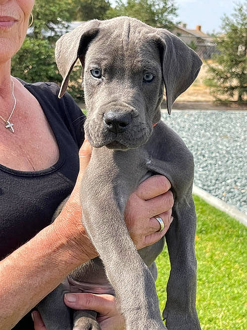 Rio is registered to the contest to win money with this photo: canidae, carnivore, companion_dog, dog, dog_breed, fawn, gesture, grass, hunting_dog, jewellery, necklace, plant, snout, sporting_group, tree, working_animal