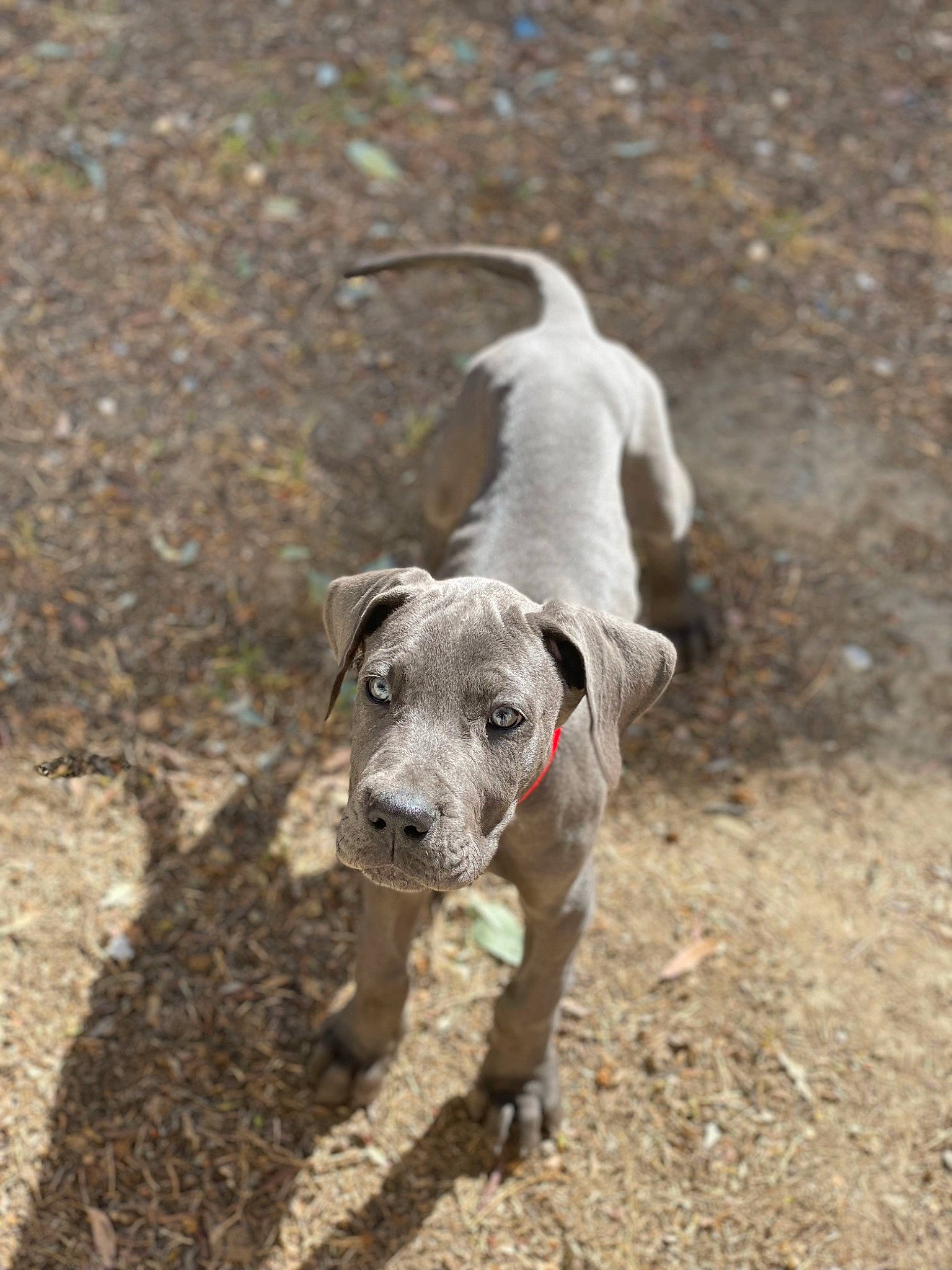 Tokyo joined the competition — help win amazing prizes! adventure, canidae, carnivore, collar, dog, dog_breed, dog_collar, dog_supply, fawn, hunting_dog, leash, non_sporting_group, snout, soil, sporting_group, tail, terrestrial_animal, working_animal, working_dog
