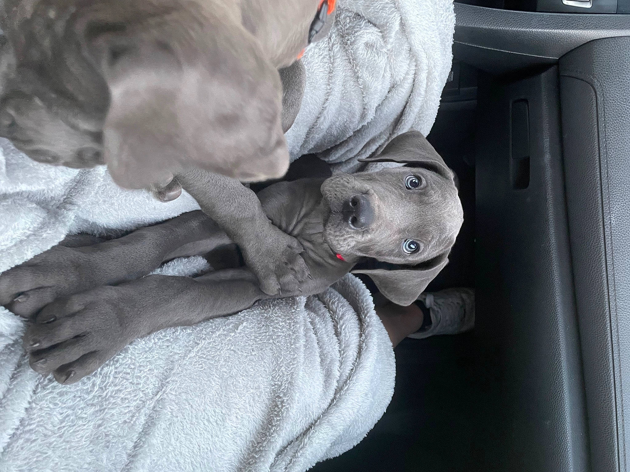 Tokyo is registered to the contest to win money with this photo: auto_part, canidae, carnivore, comfort, companion_dog, dog, dog_breed, family_car, fawn, gesture, grey, guard_dog, liver, nap, non_sporting_group, snout, sporting_group, vehicle_door, working_animal, wrinkle