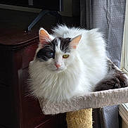 Tiny is registered to the contest to win money with this photo: cat, fluffy, white, black_patch, heterochromia, blue_eye, yellow_eye, cat_tree, indoor, furniture, curtains, window, resting, pet, domestic_cat, animal, closeup, portrait, relaxed, household