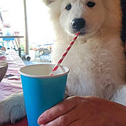 Una Nala a rejoint le concours — aidez-le/la à gagner de superbes lots ! dog, white_dog, puppy, cup, straw, hand, table, red_tablecloth, outdoor, wooden_wall, plant, leaf, sitting, pet, animal, cozy, daylight, drinking, cute, fluffy