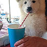 dog, white_dog, puppy, cup, straw, hand, table, red_tablecloth, outdoor, wooden_wall, plant, leaf, sitting, pet, animal, cozy, daylight, drinking, cute, fluffy