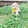 puppy, dog, bow, bandana, yellow, flower, clover, greenery, outdoor, grass, pet, cute, small, young, animal, nature, garden, plant, fur, adorable