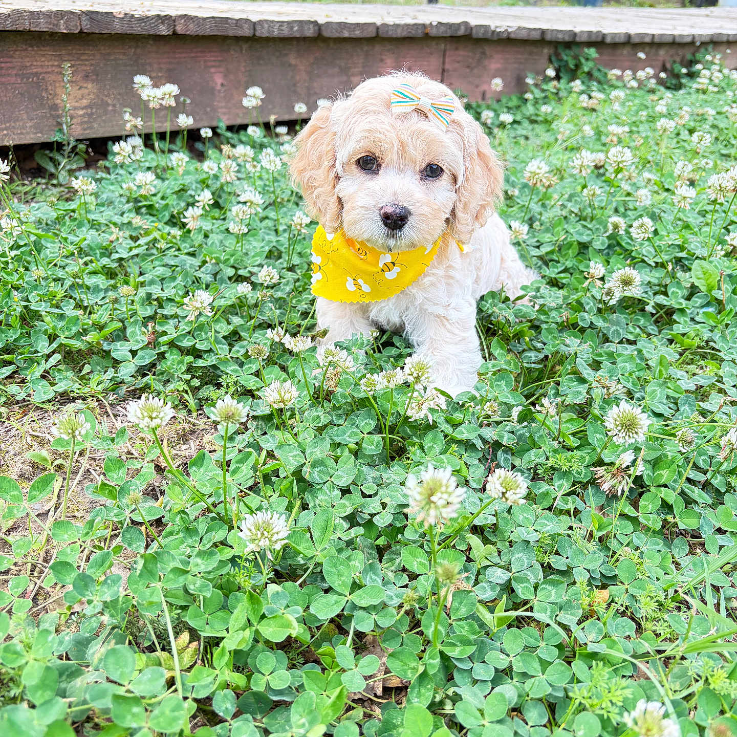Diva is registered to the contest to win money with this photo: puppy, dog, bow, bandana, yellow, flower, clover, greenery, outdoor, grass, pet, cute, small, young, animal, nature, garden, plant, fur, adorable