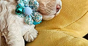 Diva joined the competition — help win amazing prizes! adorable, animal, bell, close_up, collar, cozy, curly_fur, cute, dog, flower, fur, indoor, nap, pet, puppy, relaxed, resting, sleeping, soft_texture, yellow_cushion