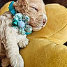 Diva joined the competition — help win amazing prizes! puppy, dog, sleeping, collar, flower, bell, yellow_cushion, cute, fur, pet, close_up, cozy, resting, animal, indoor, soft_texture, nap, adorable, curly_fur, relaxed