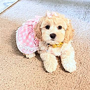 Diva joined the competition — help win amazing prizes! adorable, animal, bell, bow, carpet, collar, cute, dog, domestic_animal, dress, fluffy, fur, indoor, lying_down, pet, pink, portrait, puppy, small_dog, young
